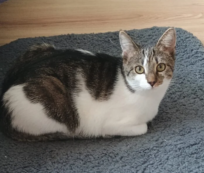 Zaginęła moja ukochana kotusia