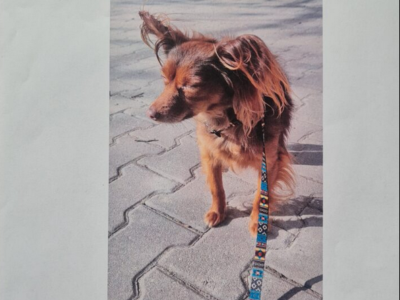 Zaginął mały rudy długowłosy piesek