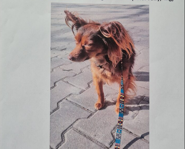 Zaginął mały rudy długowłosy piesek