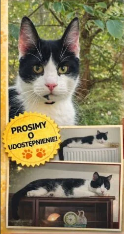 Amator podróży Kochany Recydywista