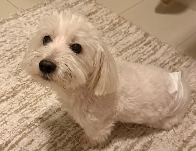 Zaginął nasz ukochany przyjaciel OGI