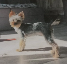 ZAGINĄŁ NASZ UKOCHANY MANIEK !!!