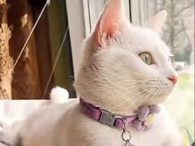 Zaginęła kotka Miła