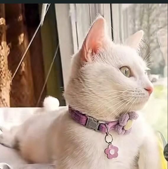 Zaginęła kotka Miła