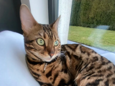 Zaginęła Kotka Bengalka