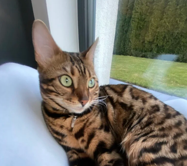 Zaginęła Kotka Bengalka