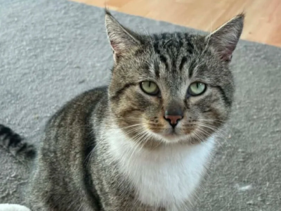 Zaginął kocurek Elliot