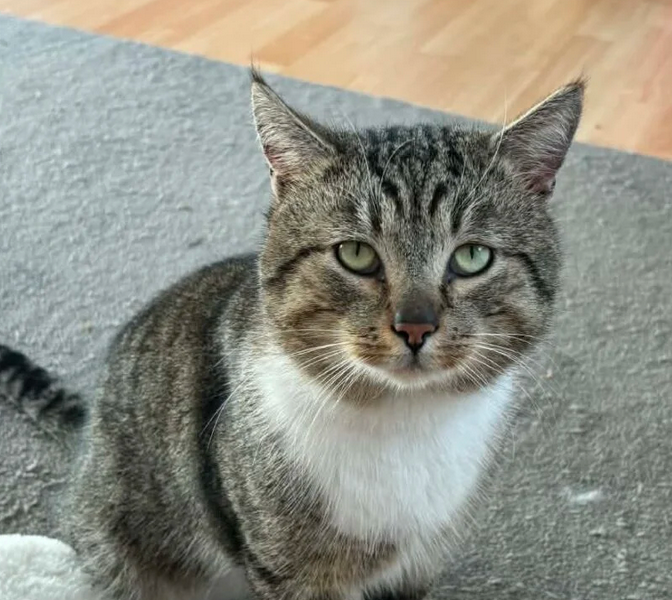 Zaginął kocurek Elliot