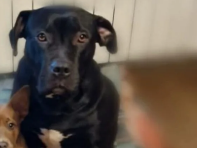 Zaginęła sunia Luna ! Proszę o pomoc !