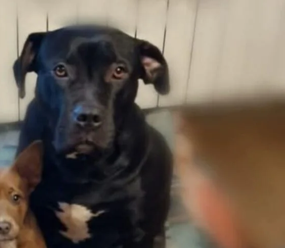 Zaginęła sunia Luna ! Proszę o pomoc !