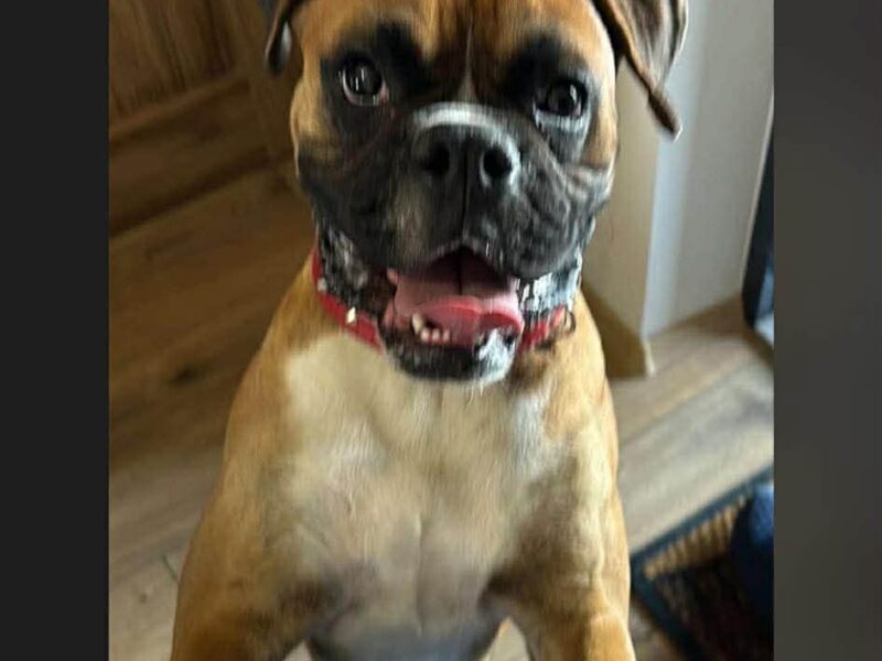 Zaginął Piesek Bokser Ares