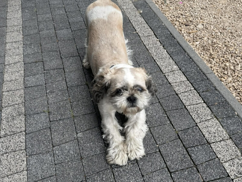 Zaginął piesek Shih tzu