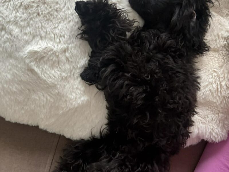 Zaginął szczeniak Pudel Toy Valentino