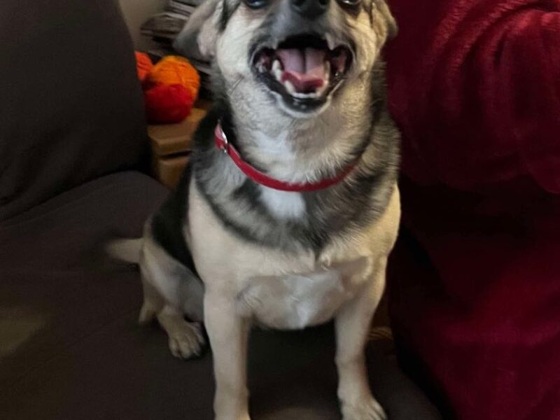 Szukamy suczki Kropki
