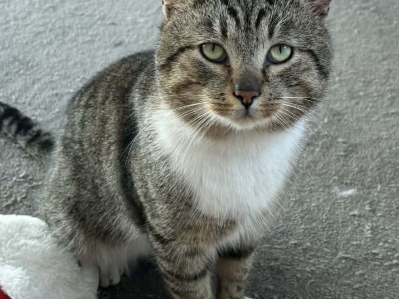 Zaginął kocurek Elliot