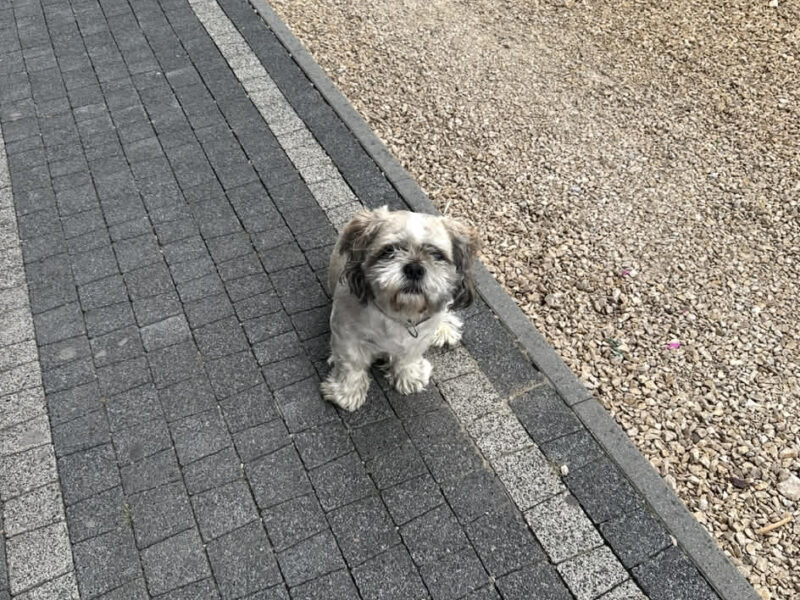 Zaginął piesek Shih tzu