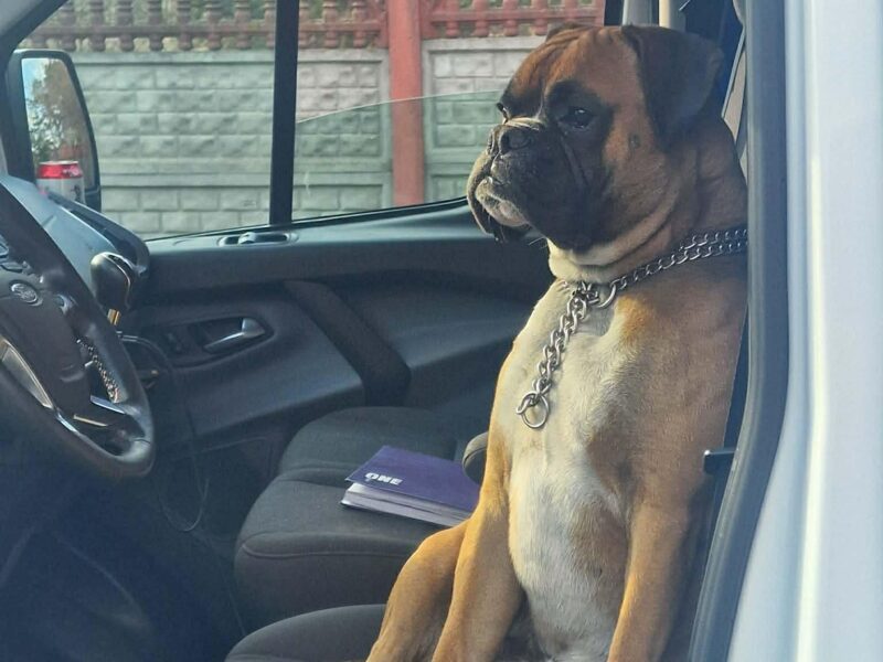 Zaginął Piesek Bokser Ares