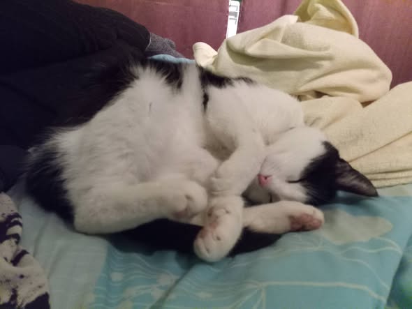 Zaginął kot - okolice Tyniec Kamieniołom!