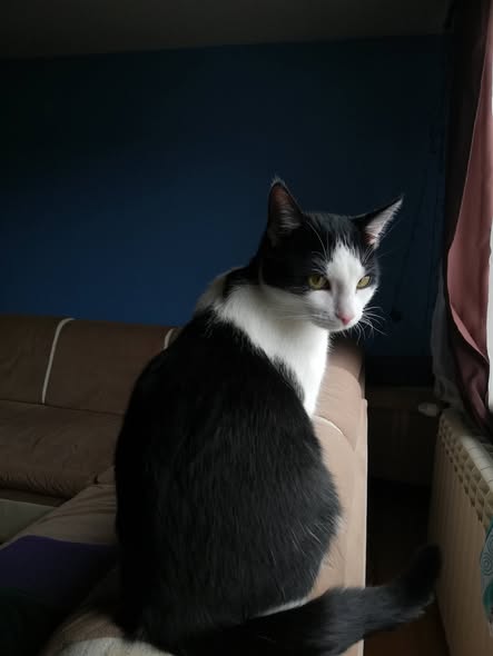 Zaginął kot - okolice Tyniec Kamieniołom!