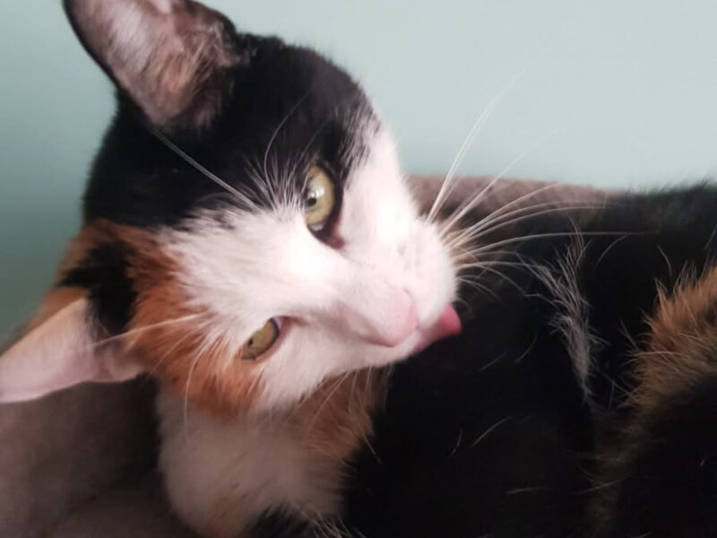 Zaginęła kotka Roxi