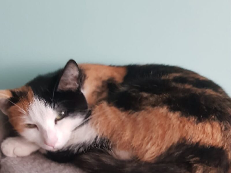 Zaginęła kotka Roxi