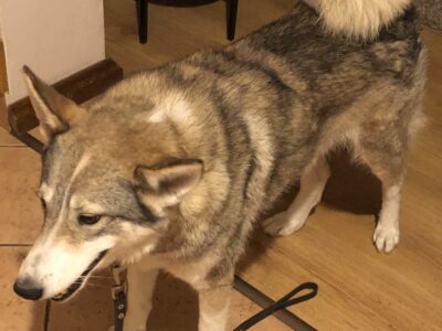 Zaginęła Suczka Sonia