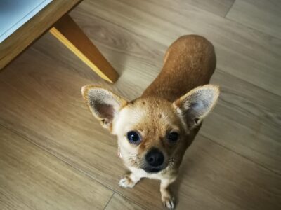 Zaginęła mała chihuahua Mimi