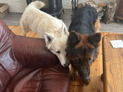 Zaginęły psy Maks i Hary