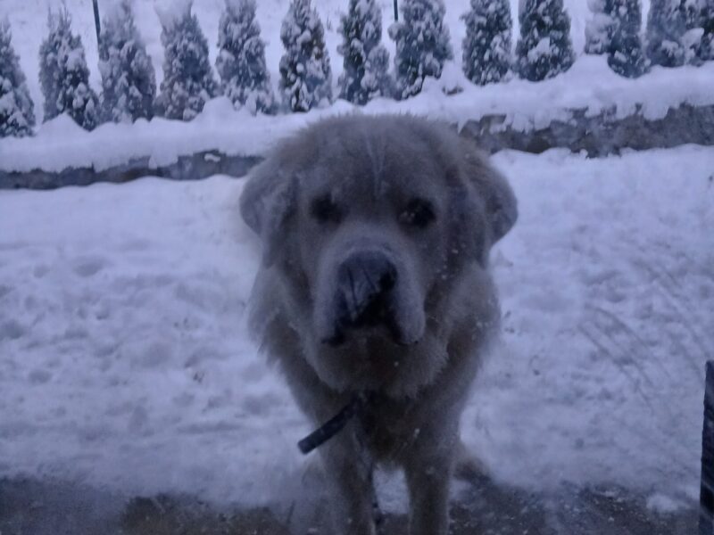 Zaginął Owczarek Podhalański