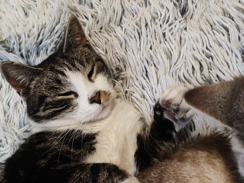 Zaginął Nasz Chłopczyk Kotek Tymcio