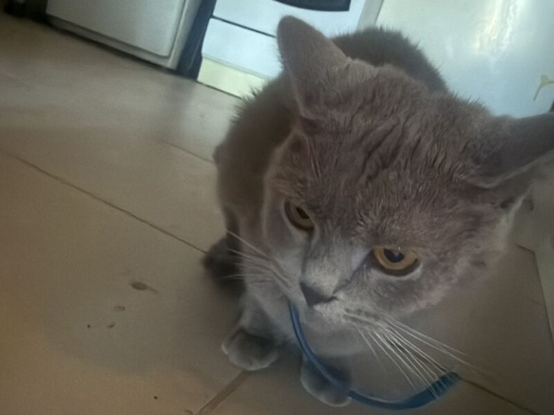 Zaginęła Kotka Molly