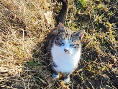 Zaginął Nasz Chłopczyk Kotek Tymcio