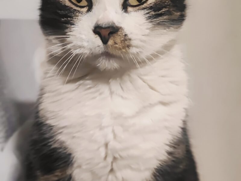 Zaginął Nasz Chłopczyk Kotek Tymcio