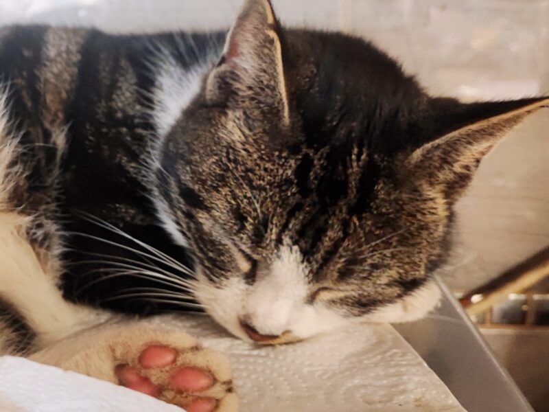 Zaginął Nasz Chłopczyk Kotek Tymcio