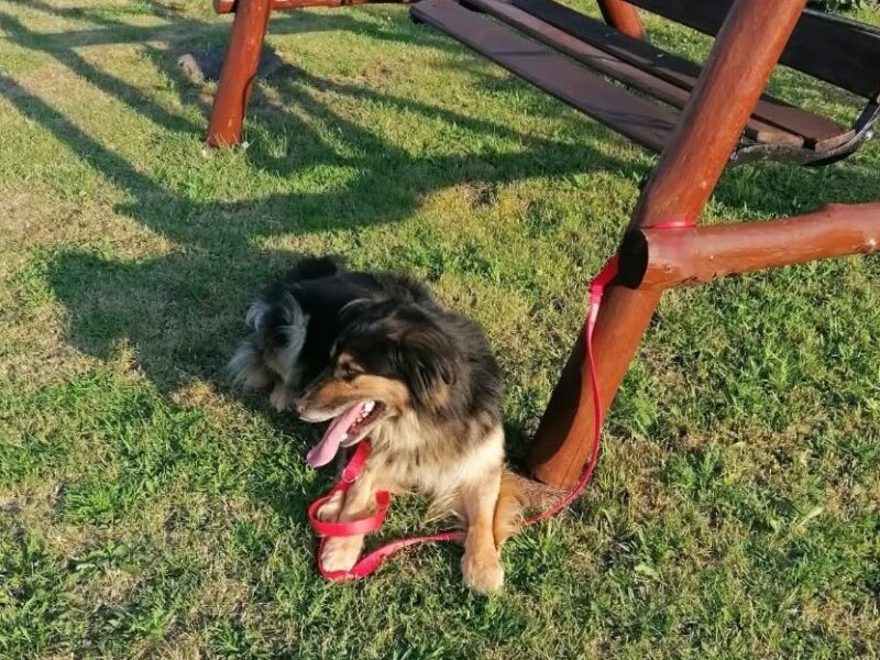 Zaginął piesek Makuś