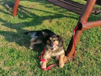 Zaginął piesek Makuś