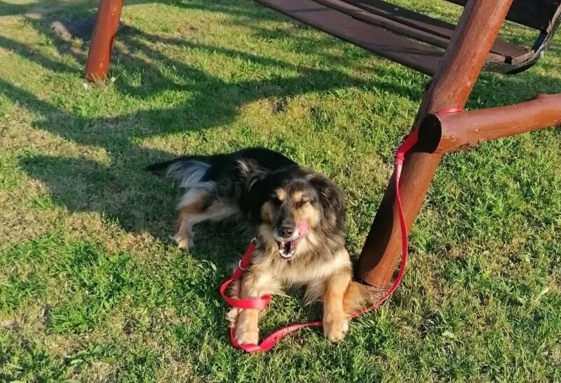 Zaginął piesek Makuś