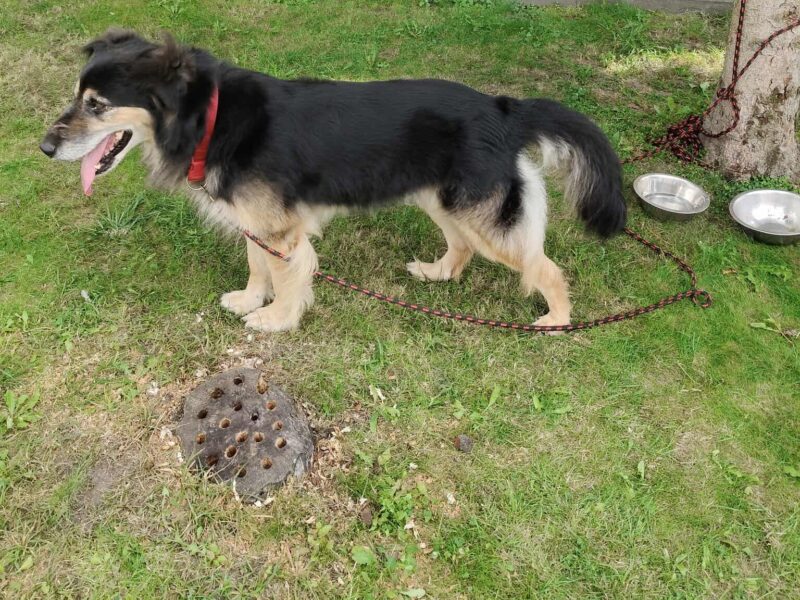 Zaginął piesek Makuś