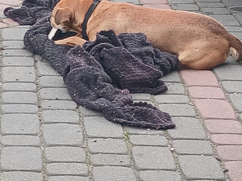 Zaginął nasz przyjaciel