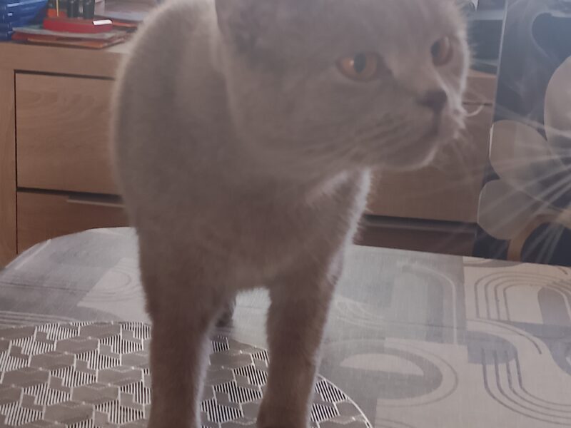 Zaginęła Kotka Molly