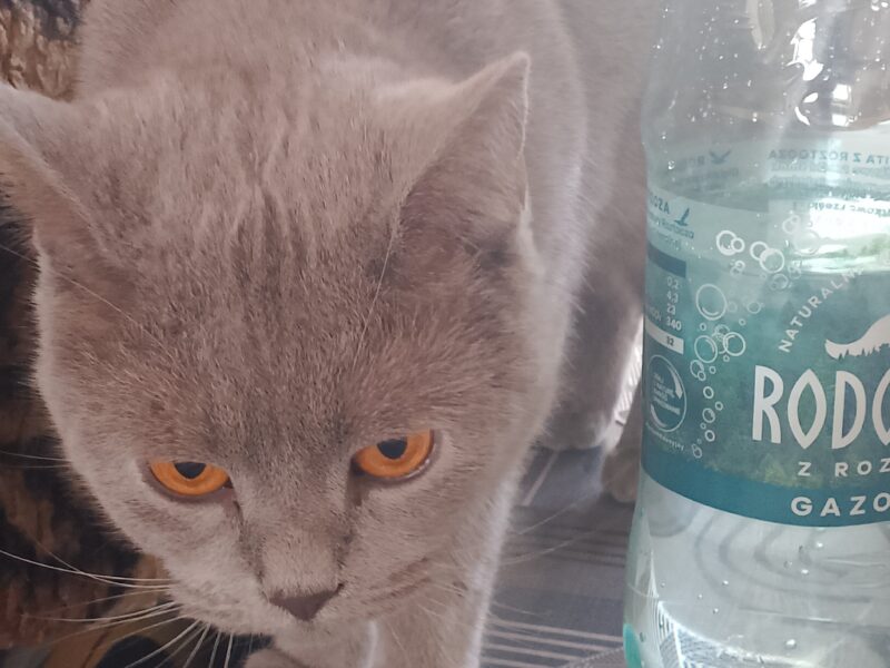 Zaginęła Kotka Molly