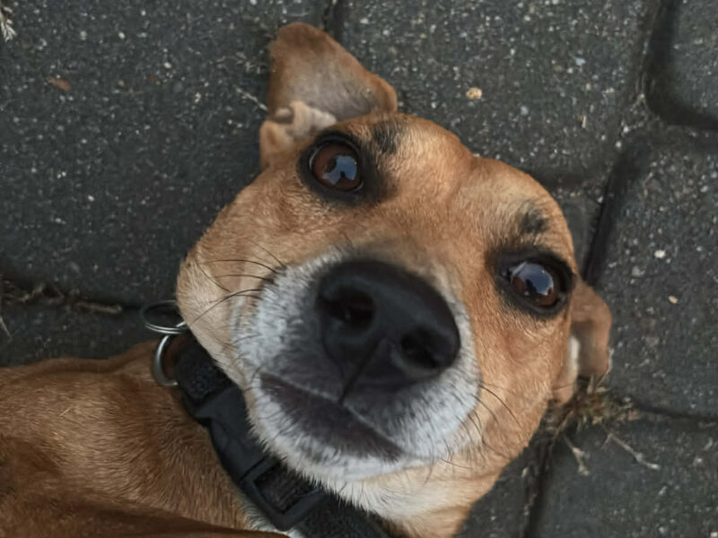 Zaginął nasz przyjaciel