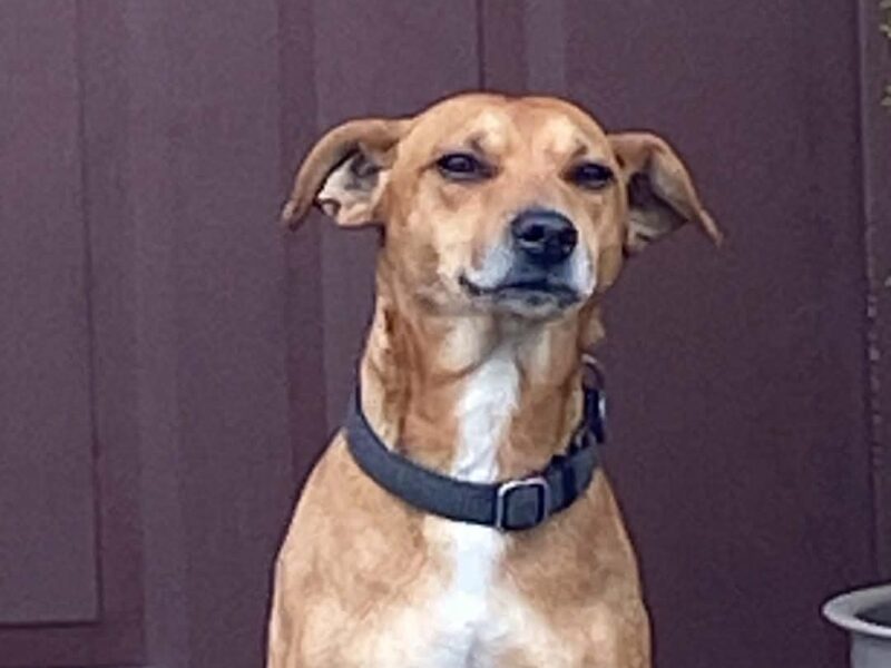 Zaginął nasz przyjaciel