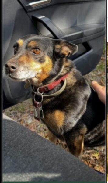 Zaginęła 12-13 letnia Suczka Burka