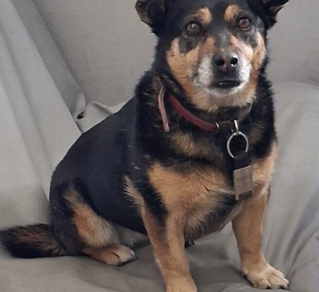 Zaginęła 12-13 letnia Suczka Burka