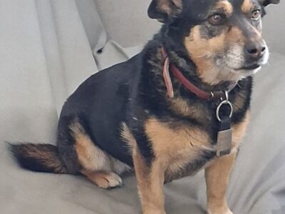 Zaginęła 12-13 letnia Suczka Burka