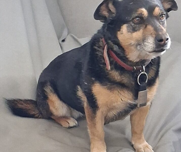 Zaginęła 12-13 letnia Suczka Burka