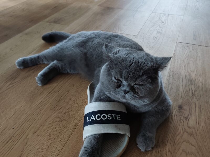 Zaginął kocur Michael