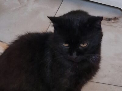 Zaginął kotek Farcik