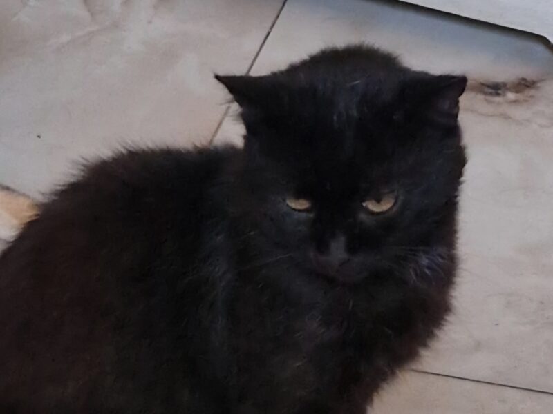 Zaginął kotek Farcik